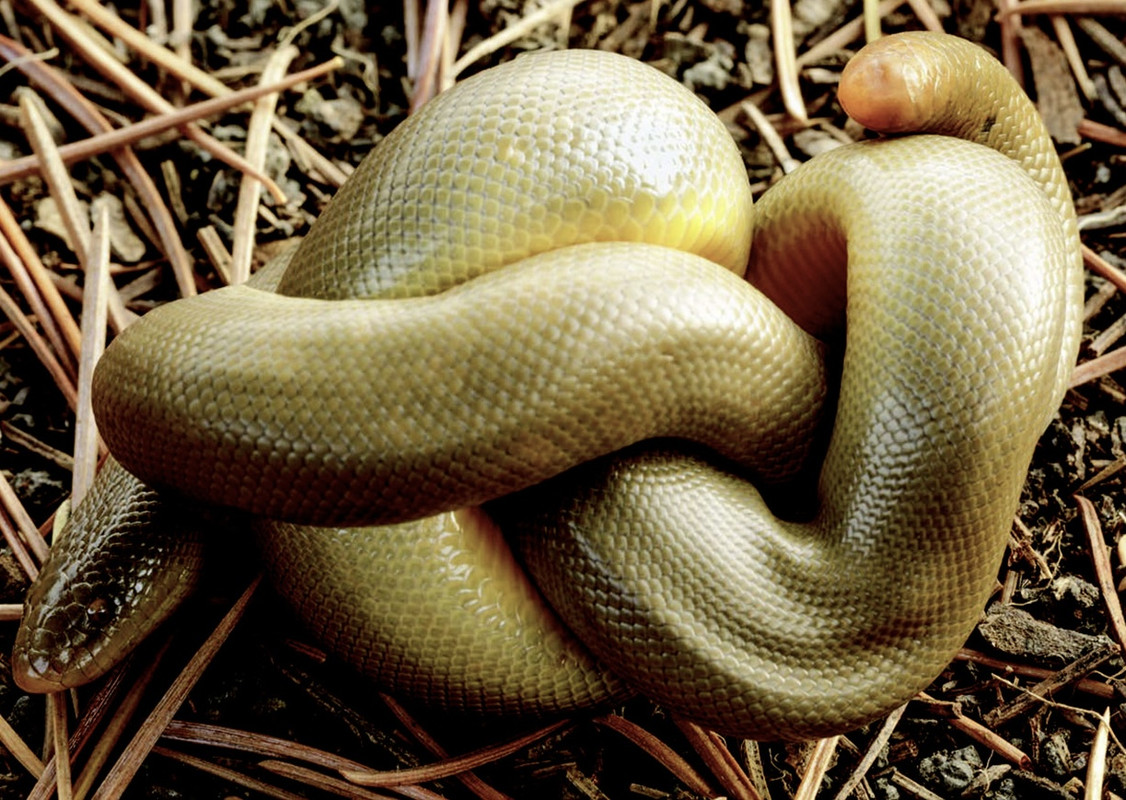 Photo of a rubber boa